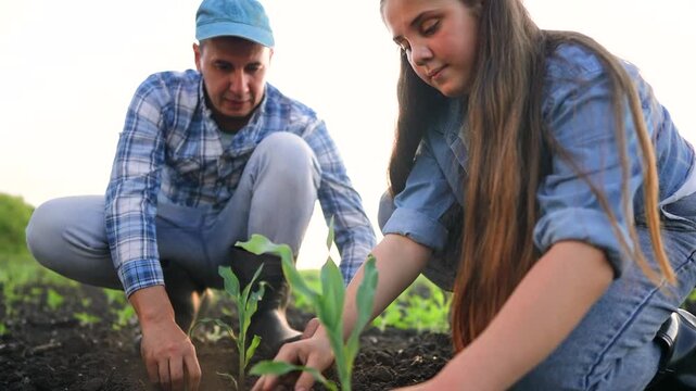 A man and a girl are planting young corn plants in a field. They carefully position the corn plants in the soil, focusing on their gardening task in the sunlight.
