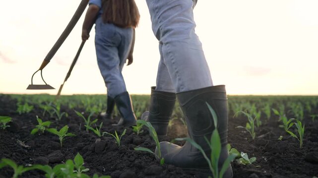 Two workers are in a field, tending to young plants. The workers use tools while standing on dark soil with rows of green seedlings visible in the background.
