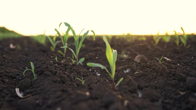 young corn plants emerging from dark soil. The corn plants grow towards the sunlight, showcasing the beginning of their life cycle.