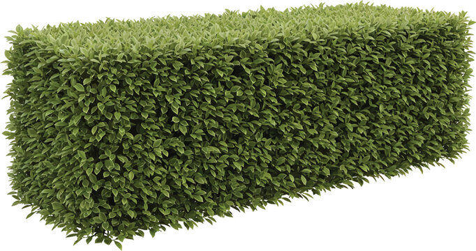Rectangular trimmed green hedge isolated on white background for garden landscaping design and architectural exterior visualization vector illustration