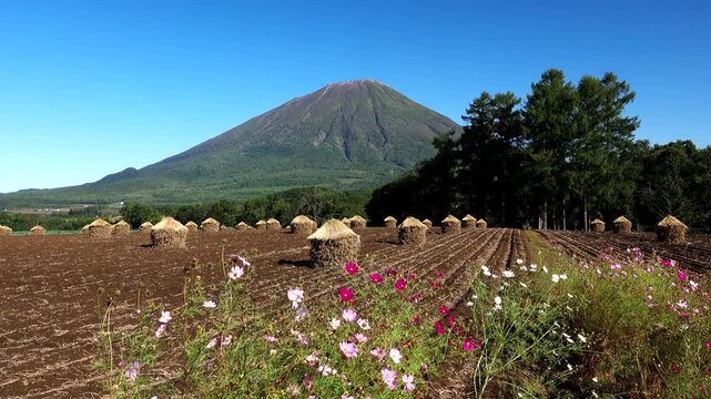 羊蹄山と豆ニオとコスモス