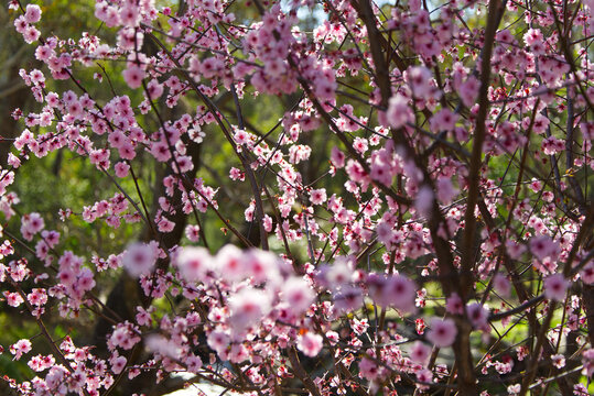 Flowering Black Cherry Plum tree in Western Australia. Image shows brightly colored small flowers coating tree during spring time.