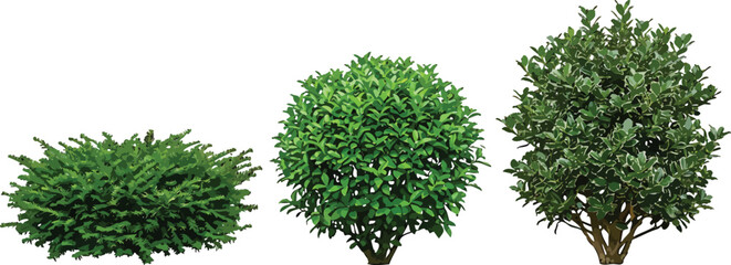 Fototapeta premium Set of three green garden shrubs and bushes isolated on white background for landscape design projects