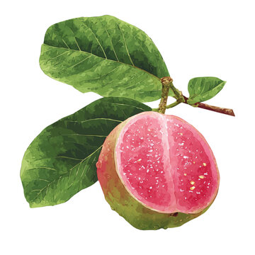 Guava, watercolor clipart isolated on white background