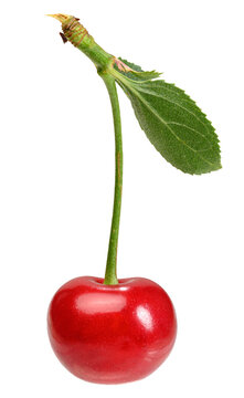 One ripe red cherry on a long stalk with a green leaf, isolated background.