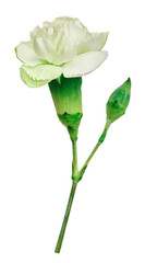 Obraz premium Light green double carnation flower with an unopened bud on a stem