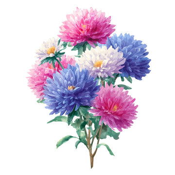 Hand-painted watercolor artwork of Aster Bouquet, isolated on white background