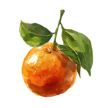 Mandarin, watercolor clipart isolated on white background