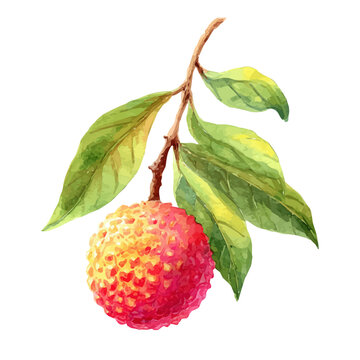 Lychee, isolated watercolor element on white background