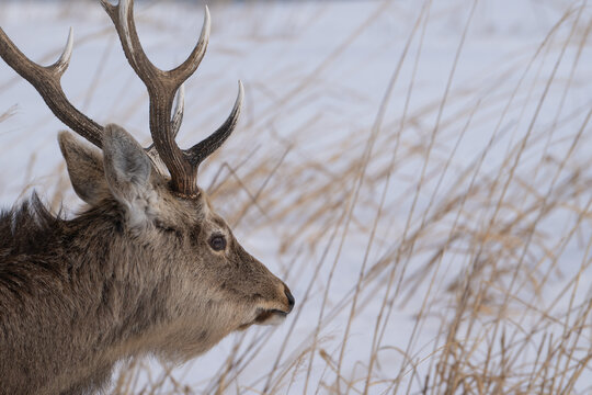 Male Deer