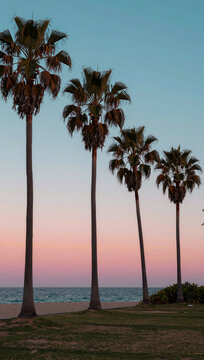 Palm trees line a beach at sunset or sunrise.