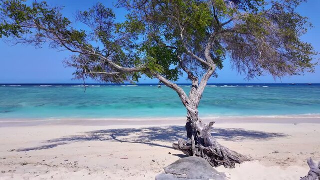 static shot of tropical tree sways gently in breeze with ocean waves, travel concept, beauty of nature, Indonesia