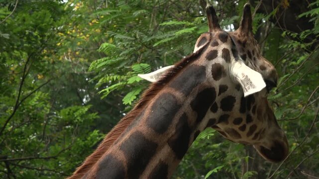 High-resolution 4K footage focusing on the long neck and distinct brown spotted patterns of a giraffe as it moves its head to eat. The video showcases the unique skin texture of this exotic animal.
