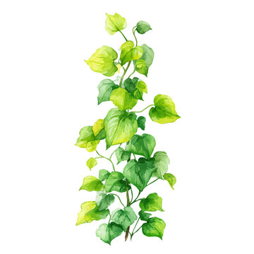 Giloy, realistic watercolor artwork on white background