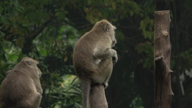 4K footage of a macaque monkey sitting on a branch next to a vertical tree trunk. The primate is seen in profile, calmly resting within the shaded green forest of a zoo.
