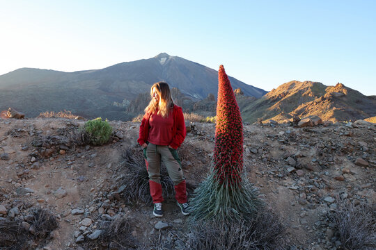 Woman beside red tajinaste and Teide
