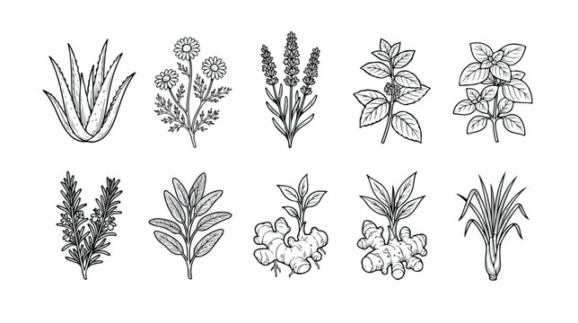 Vintage botanical herb sketches, set of 10 hand drawn medicinal plant vectors, black and white line art illustrations for organic packaging