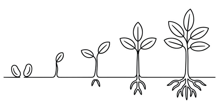 Plant growth stages line art showing seed germination seedling sprout and mature tree with roots