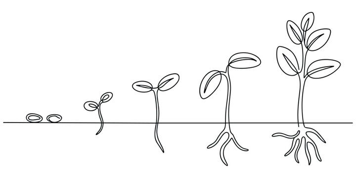Sprout growth process line art illustration showing biological development from seed to sapling