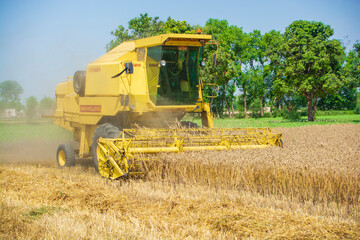 Obraz premium combine harvester working on a field