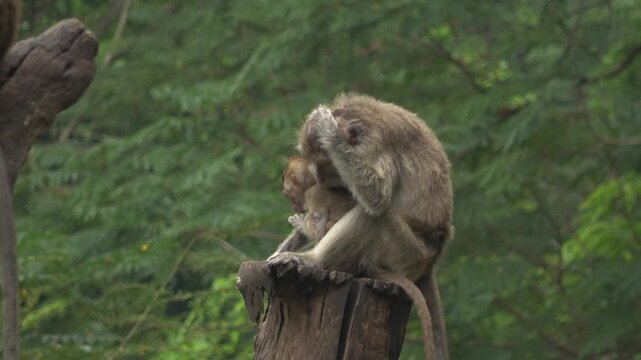 Heartwarming 4K footage of a mother macaque monkey sitting on a stump and cradling her small baby. The video captures the maternal bond and nurturing behavior of primates in captivity.
