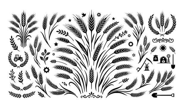 Decorative vintage wheat ears and agricultural botanical elements collection vector illustration