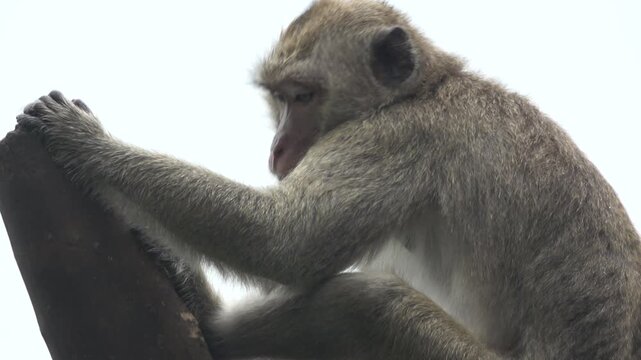Artistic 4K footage showing a macaque monkey in a bright, high-contrast silhouette. The primate is perched on a branch.