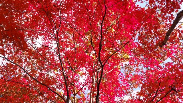 錦大沼公園のモミジの紅葉