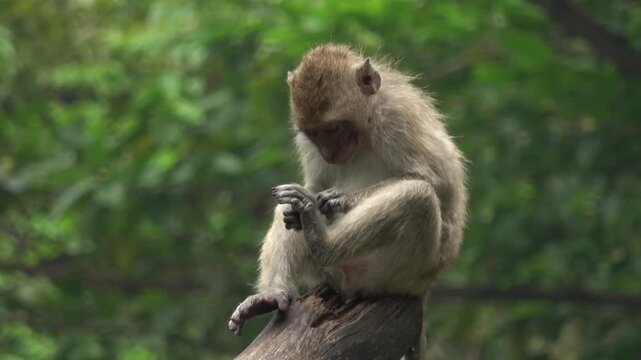 Calm 4K footage of a long-tailed macaque sitting on a high tree branch, looking down thoughtfully. The lush greenery of the forest canopy surrounds the primate.