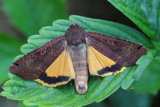 A large yellow underwing moth, Noctua pronuba, resting on a green leaf.