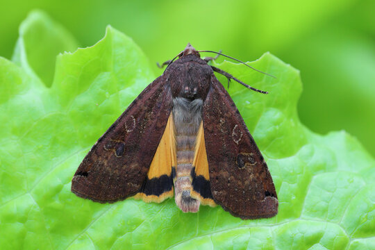 The large yellow underwing (Noctua pronuba) from Noctuidae, commonly known as noctuid moths or owlet moths.