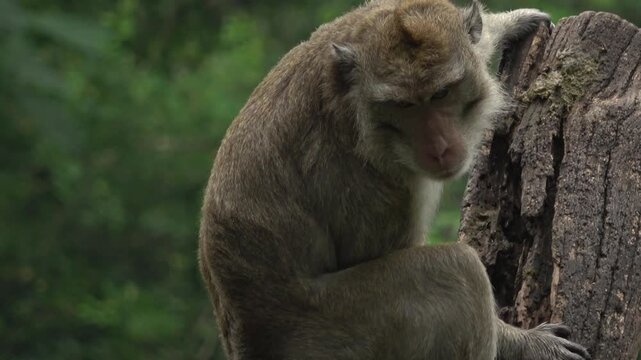 4K side profile shot of a long-tailed macaque resting its arms on a thick tree trunk. The monkey appears contemplative as it stares out over the zoo enclosure, with textured wood in the foreground.
