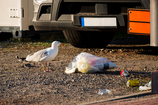 White Seagull Scavenging Litter and Plastic Bags Next to Truck, The Concept of Environmental Pollution, Animal Protection