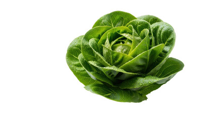 Obraz premium Vibrant green butterhead lettuce with luminous water droplets on crisp leaves, sharp focus, on a transparent surface with soft studio lighting, high-key, concept of natural freshness and vitality