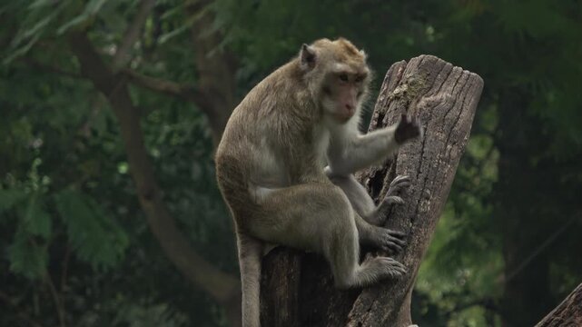 High-quality 4K footage of a macaque sitting alertly on top of a weathered wooden post. The primate scans the forest environment.
