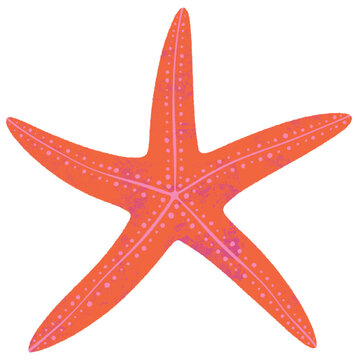 orange pink starfish drawing illustration no background