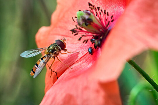 Hainschwebfliege ( Episyrphus balteatus ).