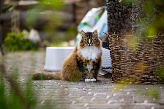 zauberhafte alte Langhaar Freig&auml;nger Katze mit Narbe einer Augenverletzung sitzt auf der Terrasse vor Ger&uuml;mpel 