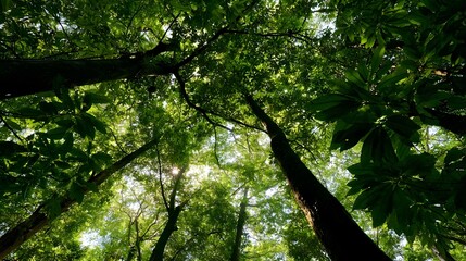 Fototapeta premium Sunlight filters through the verdant canopy illuminating the forest leaves with a warm golden glow