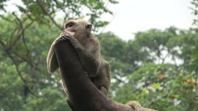 Dynamic 4K video of a macaque monkey perched on a curved tree branch, looking alertly around its environment. Its long tail hangs down as it observes the surroundings in a lush zoo enclosure.
