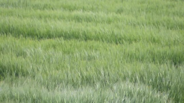 風に揺らぐ緑の大麦畑