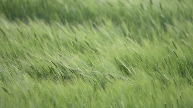 風に揺らぐ緑の大麦畑