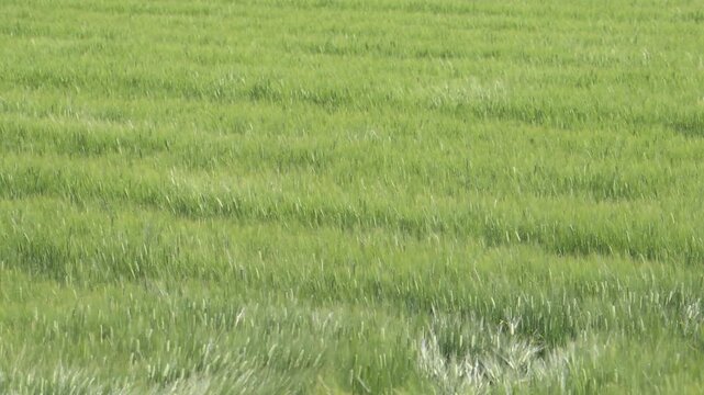 風に揺らぐ緑の大麦畑