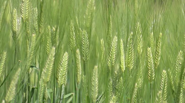 風に揺らぐ緑の大麦畑