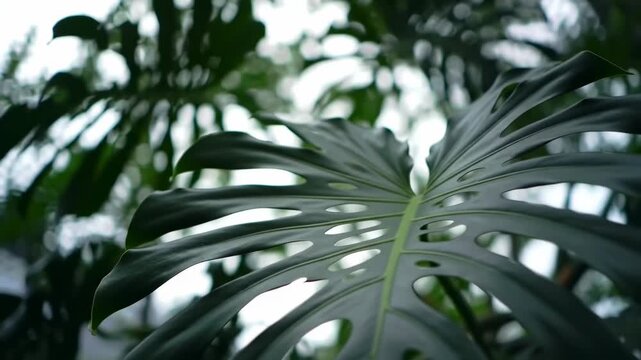 Tropical monstera deliciosa plant leaves with natural sunlight dappling through the foliage, detailed texture and organic shape