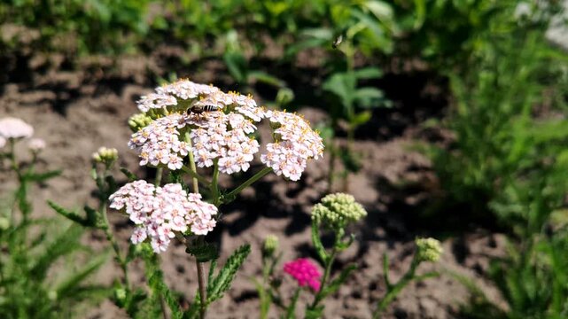 wasp, bald-faced hornet sits on white yarrow flowers in garden. this wasp visits flowers collecting nectar and pollen. yarrow flowers provide food source for beneficial insects in natural