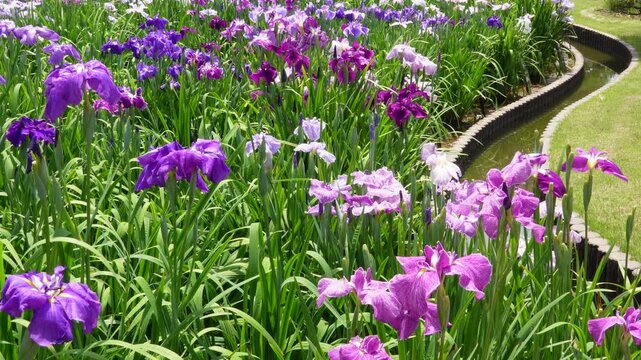 水辺の花」の写真素材 | 28,941件の無料イラスト画像 | Adobe Stock