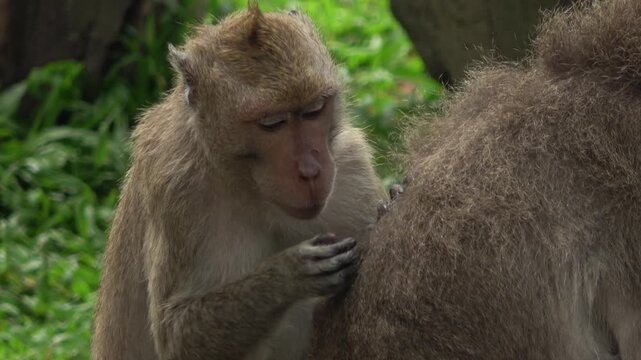 Detailed 4K close-up of a macaque monkey focused on grooming its companion's shaggy fur. The video highlights the dexterity of its hands and the concentration involved in this social primate ritual.
