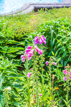 Digitalis is a genus of about 20 species of herbaceous perennial plants, shrubs, and biennials, commonly called foxgloves.