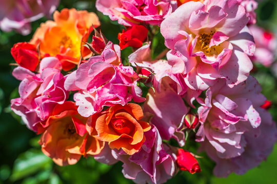 Colorful roses bloom in a garden during spring with various shades of pink and orange in bright sunlight